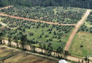 Terreno en Vive Bucalemu – 5.000 m²